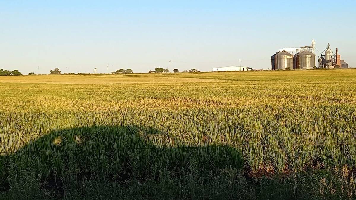 Lavoura com silos de armazenagem ao fundo