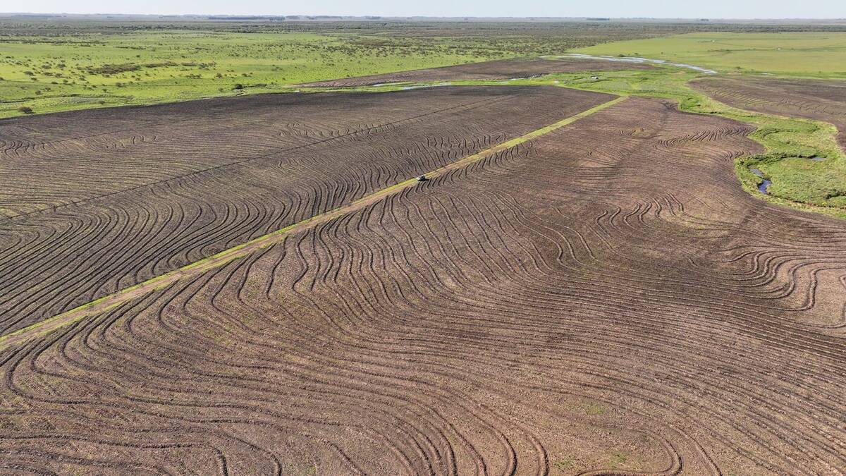 Lavoura preparada com taipas em curva de nível na El Rincón